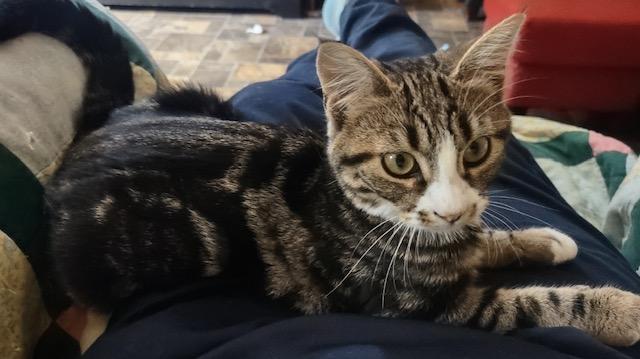 Enlarge Black Raspberry, a Adoptable Domestic Short Hair in Fredericton, NB image 4/4