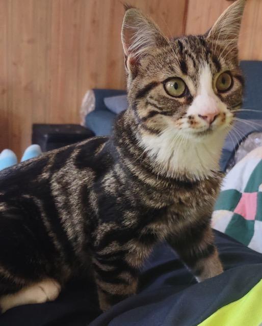Enlarge Black Raspberry, a Adoptable Domestic Short Hair in Fredericton, NB image 3/4