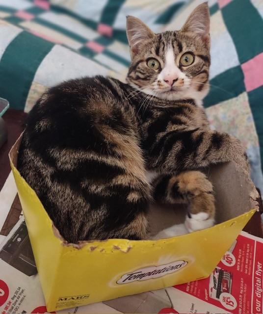 Enlarge Black Raspberry, a Adoptable Domestic Short Hair in Fredericton, NB image 1/4