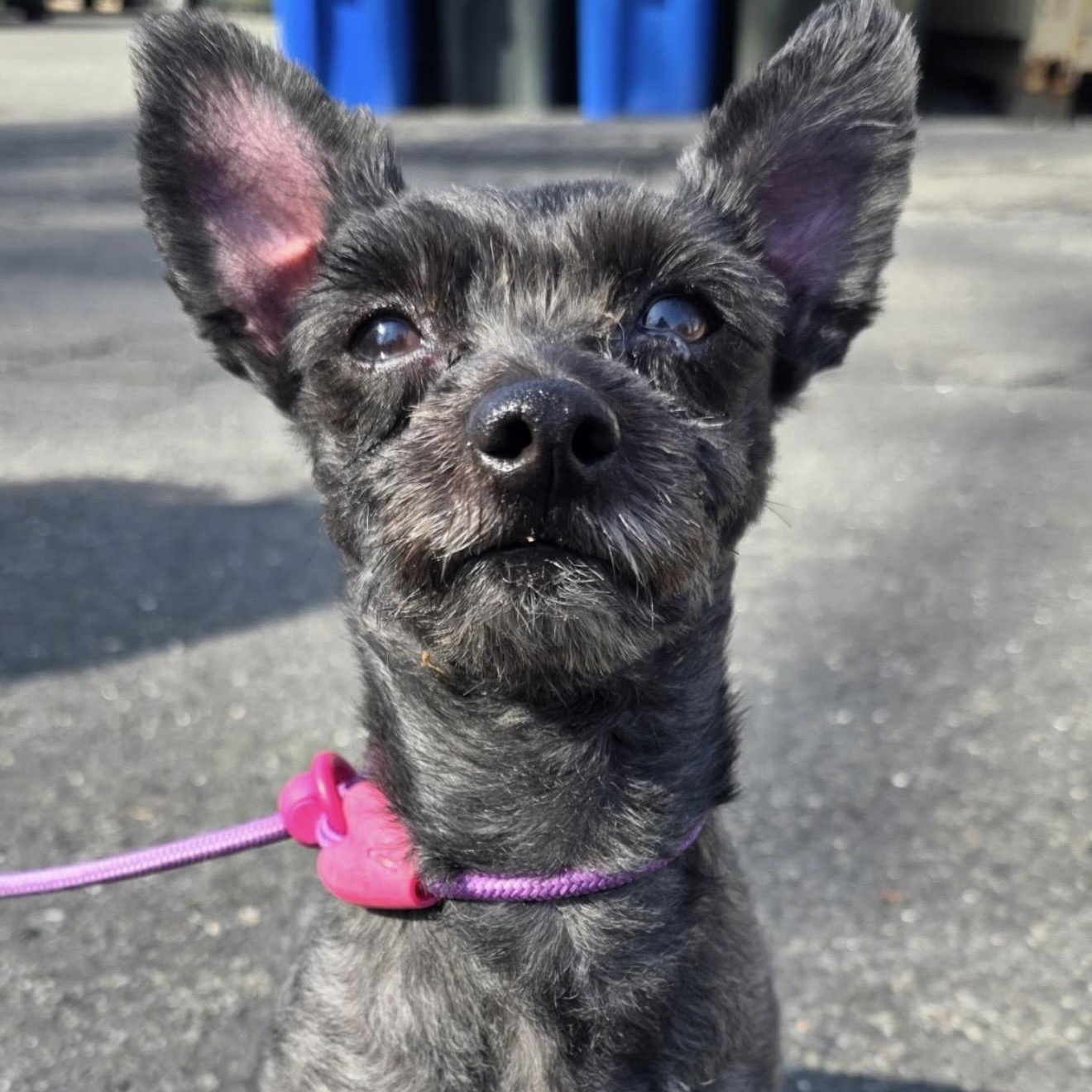 Enlarge King , a ADOPTABLE mixed breed in Pelham, NH image 5/6