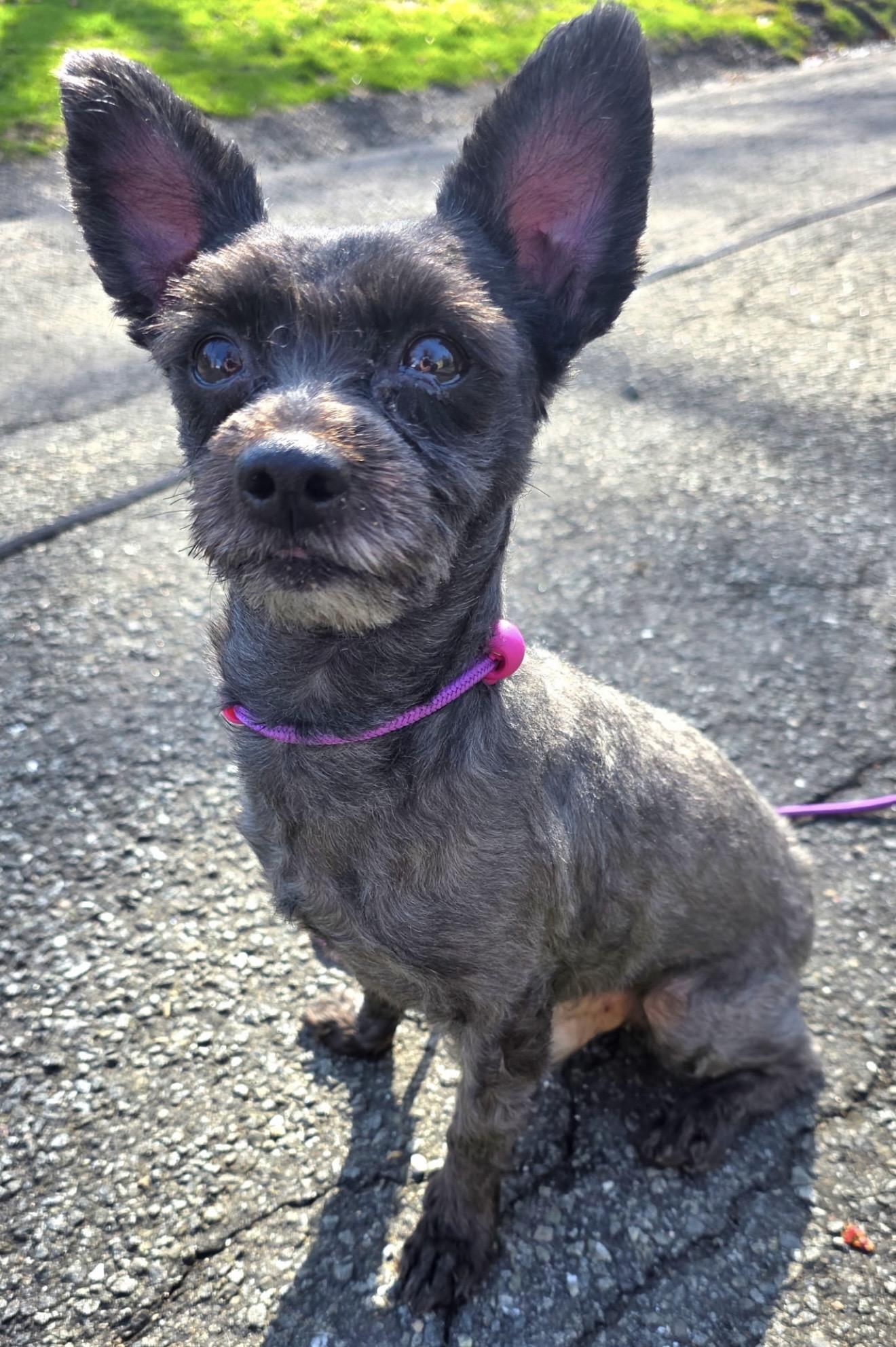 Enlarge King , a ADOPTABLE mixed breed in Pelham, NH image 6/6