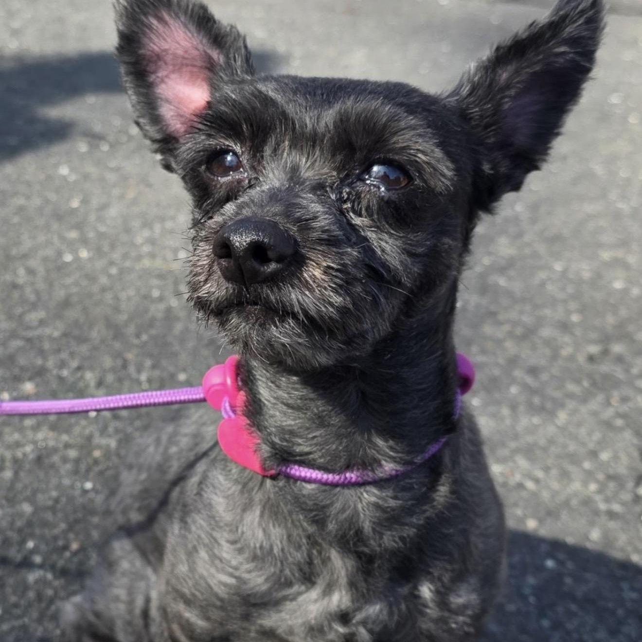 Enlarge King , a ADOPTABLE mixed breed in Pelham, NH image 3/6