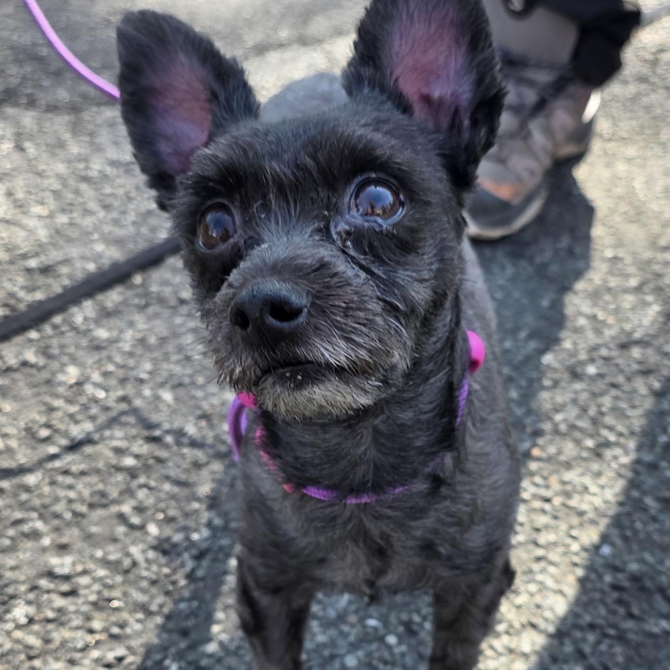 Enlarge King , a ADOPTABLE mixed breed in Pelham, NH image 2/6
