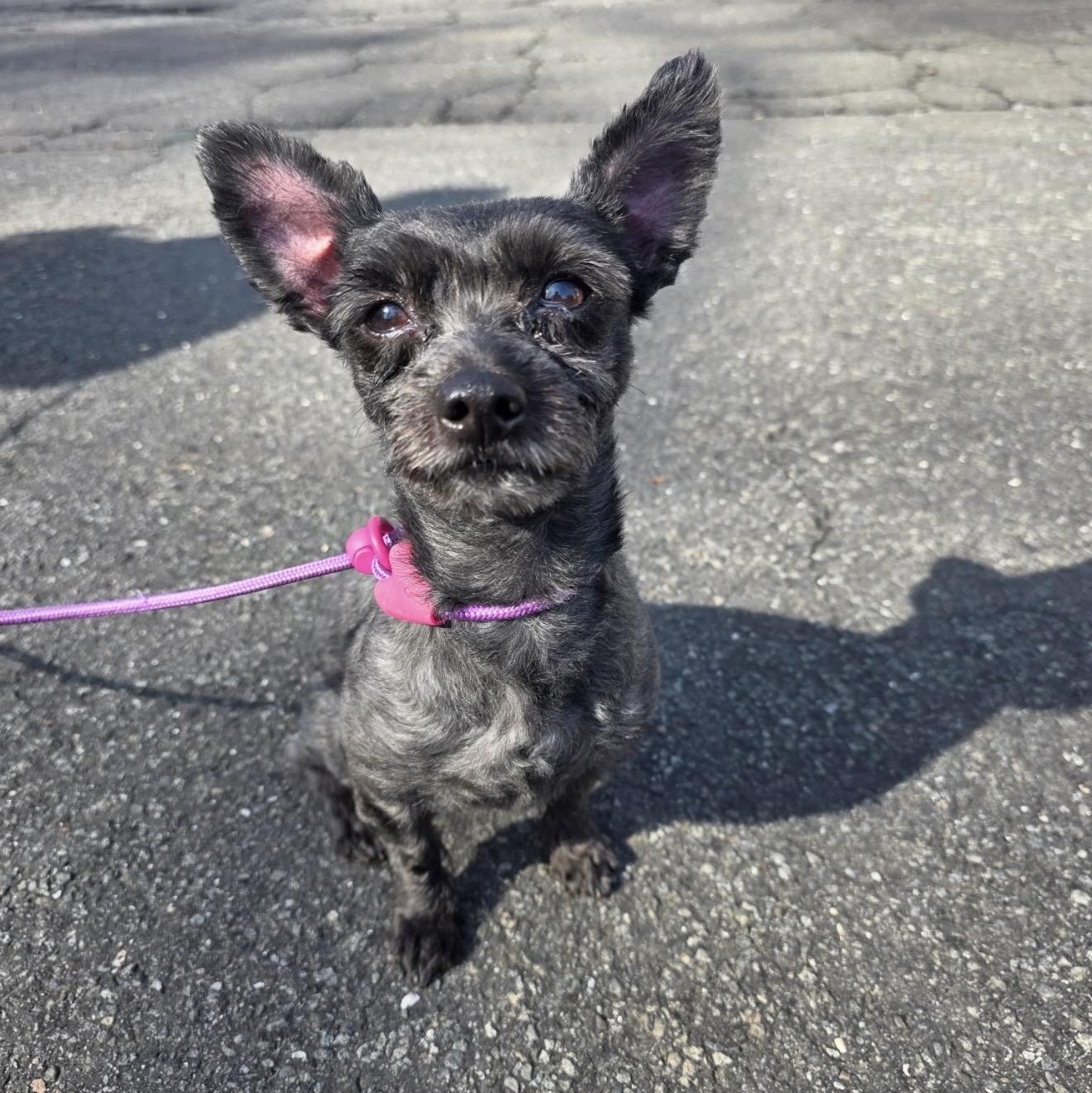 Enlarge King , a ADOPTABLE mixed breed in Pelham, NH image 4/6