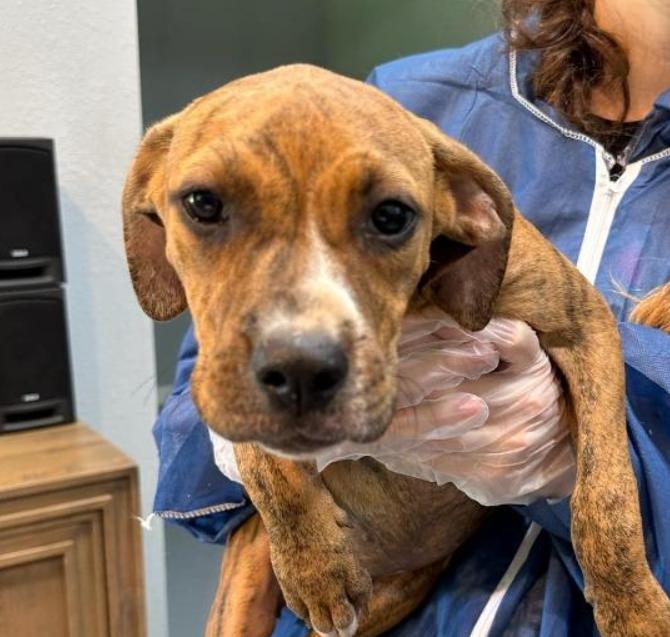 Treat, Adopted, Puppy Female Plott Hound & Vizsla.