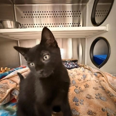 Wasabi , a ADOPTABLE Domestic Short Hair in Fayetteville, AR image 2/5