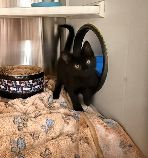 Wasabi , a ADOPTABLE Domestic Short Hair in Fayetteville, AR image 5/5