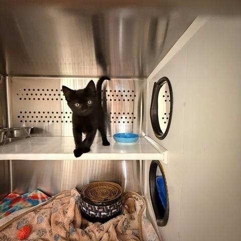 Wasabi , a ADOPTABLE Domestic Short Hair in Fayetteville, AR image 3/5
