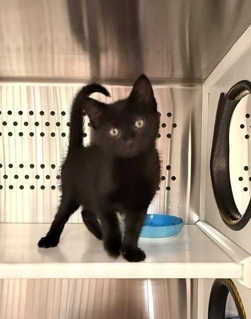 Wasabi , a ADOPTABLE Domestic Short Hair in Fayetteville, AR image 1/5