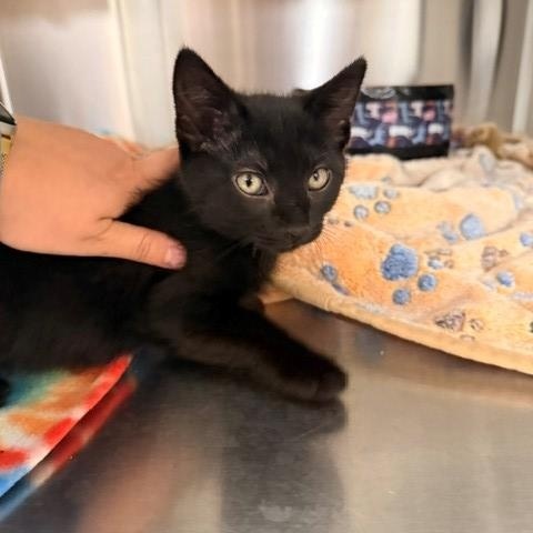 Wasabi , a ADOPTABLE Domestic Short Hair in Fayetteville, AR image 4/5