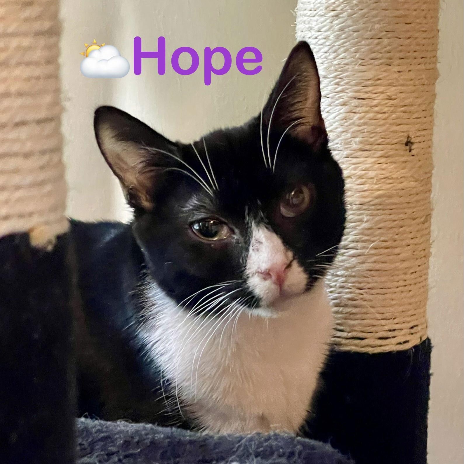 Hope, Adoptable, Young Female Domestic Short Hair.