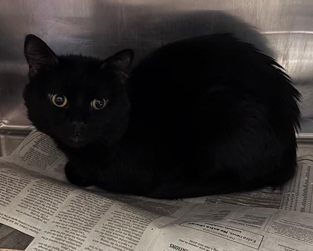 Enlarge BOBA, a Adoptable Domestic Short Hair in Olathe, KS image 1/1