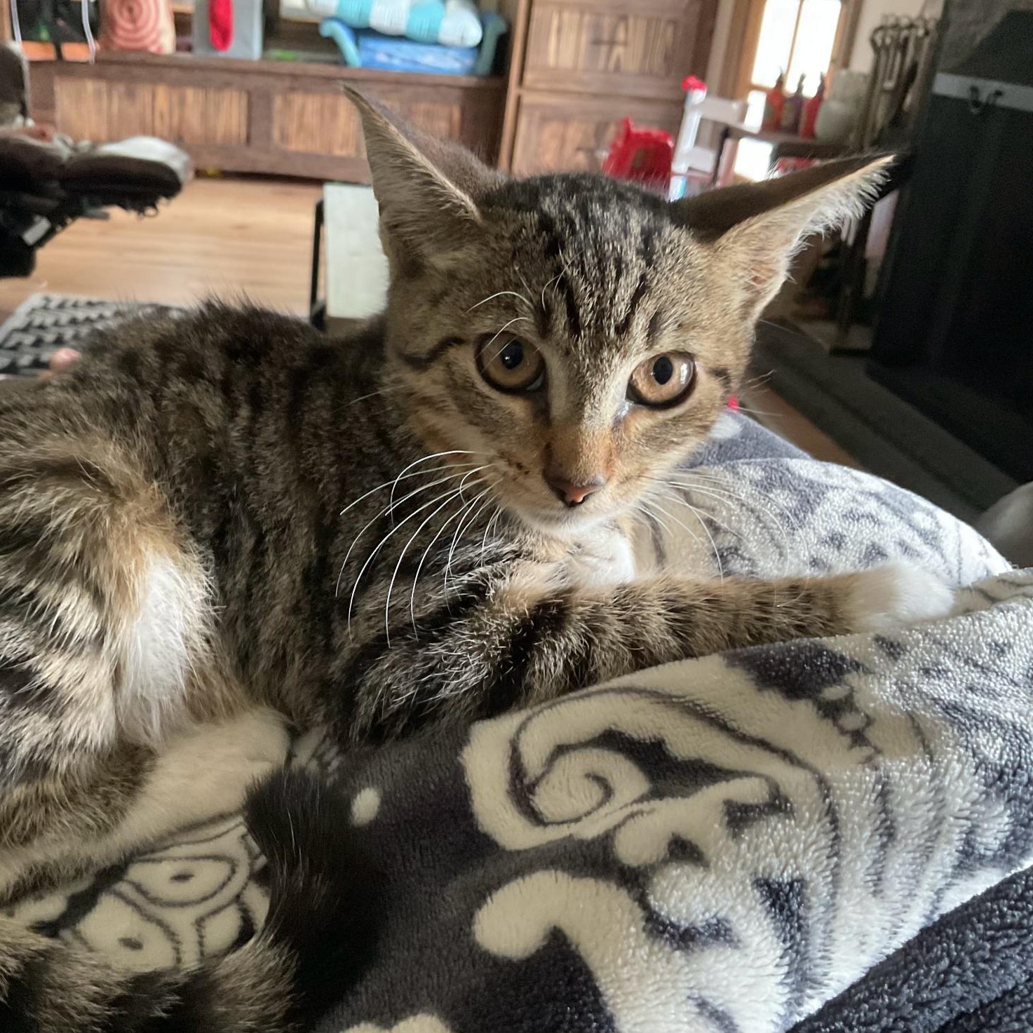 Ryker, Adoptable, Kitten Male Tabby & Domestic Short Hair.