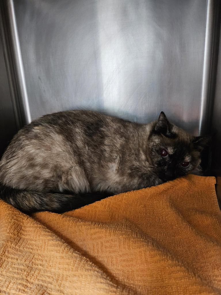 Ellie, Adoptable, Adult Female Siamese.