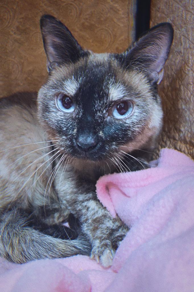 Enlarge Ellie, a Adoptable Siamese in Coupeville, WA image 2/3