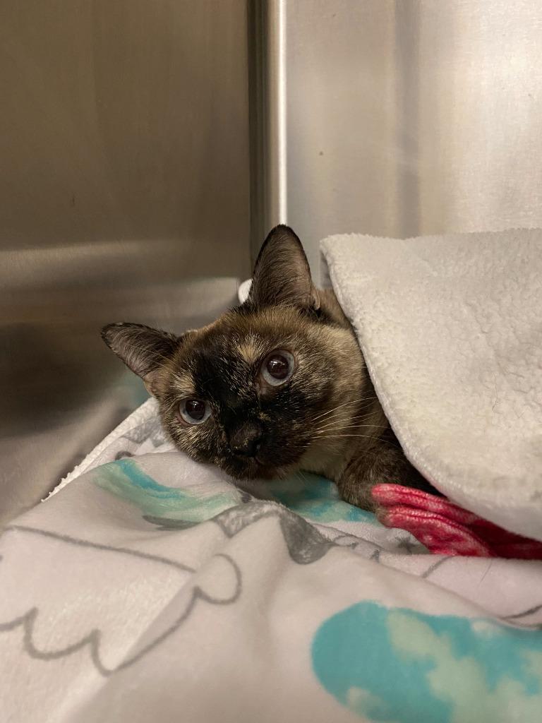 Enlarge Ellie, a Adoptable Siamese in Coupeville, WA image 3/3