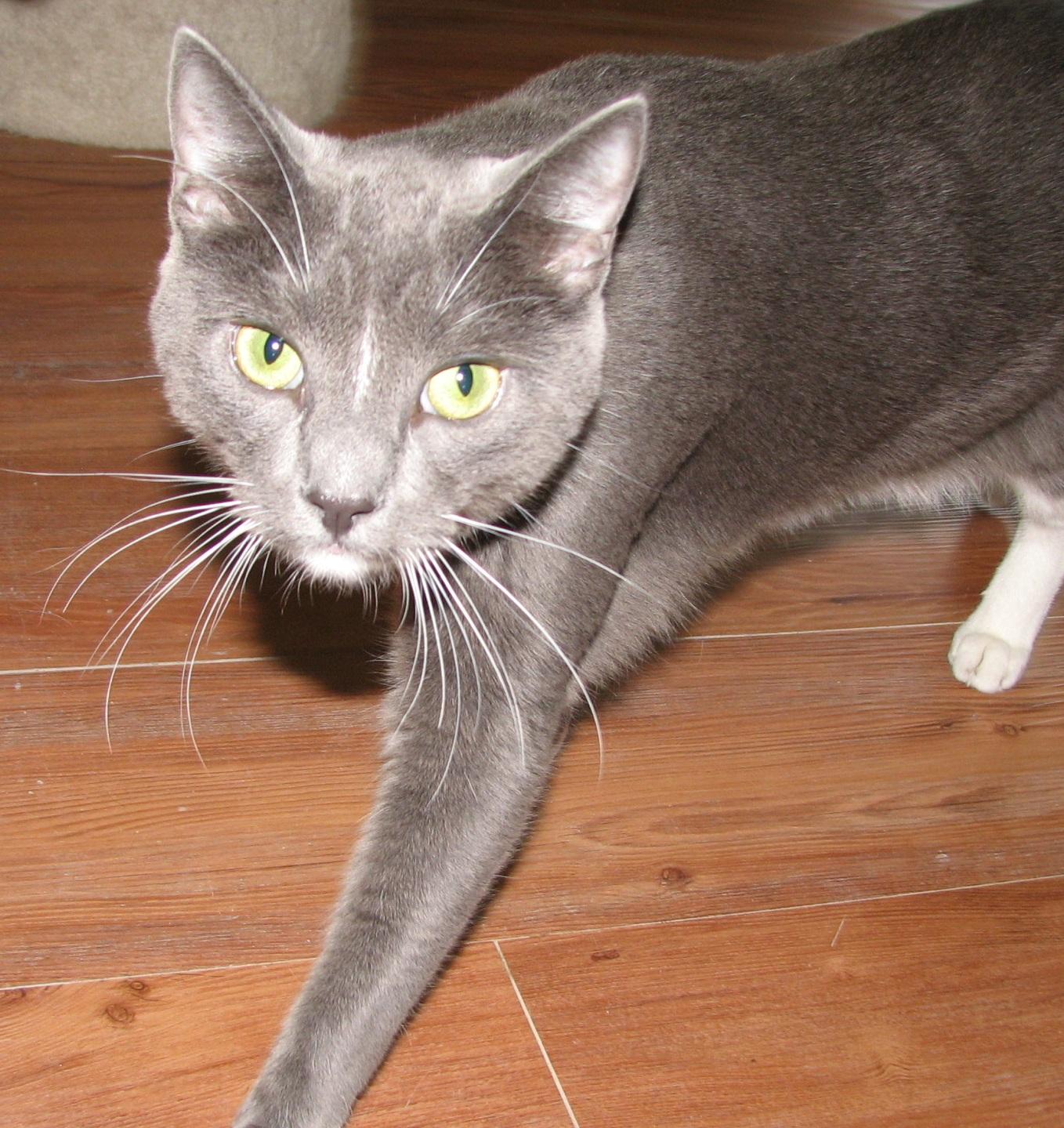 5476 Rocco, an adoptable Tuxedo in Lawrenceburg, KY image 5/6