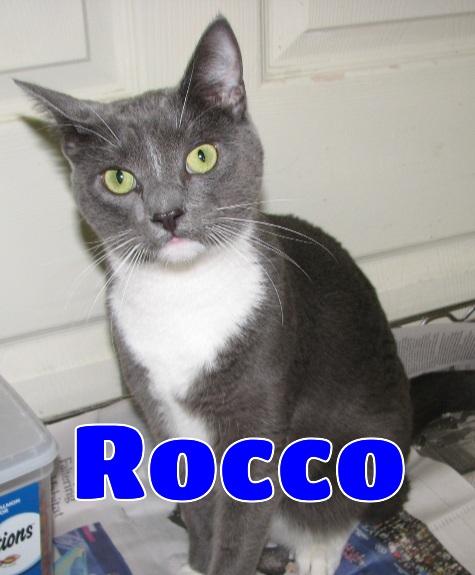 5476 Rocco, adoptable, Adult Male Tuxedo.
