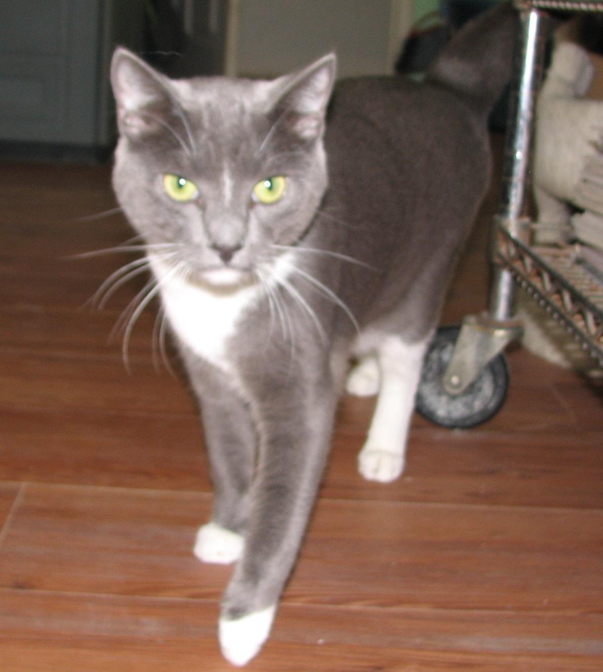 5476 Rocco, an adoptable Tuxedo in Lawrenceburg, KY image 3/6