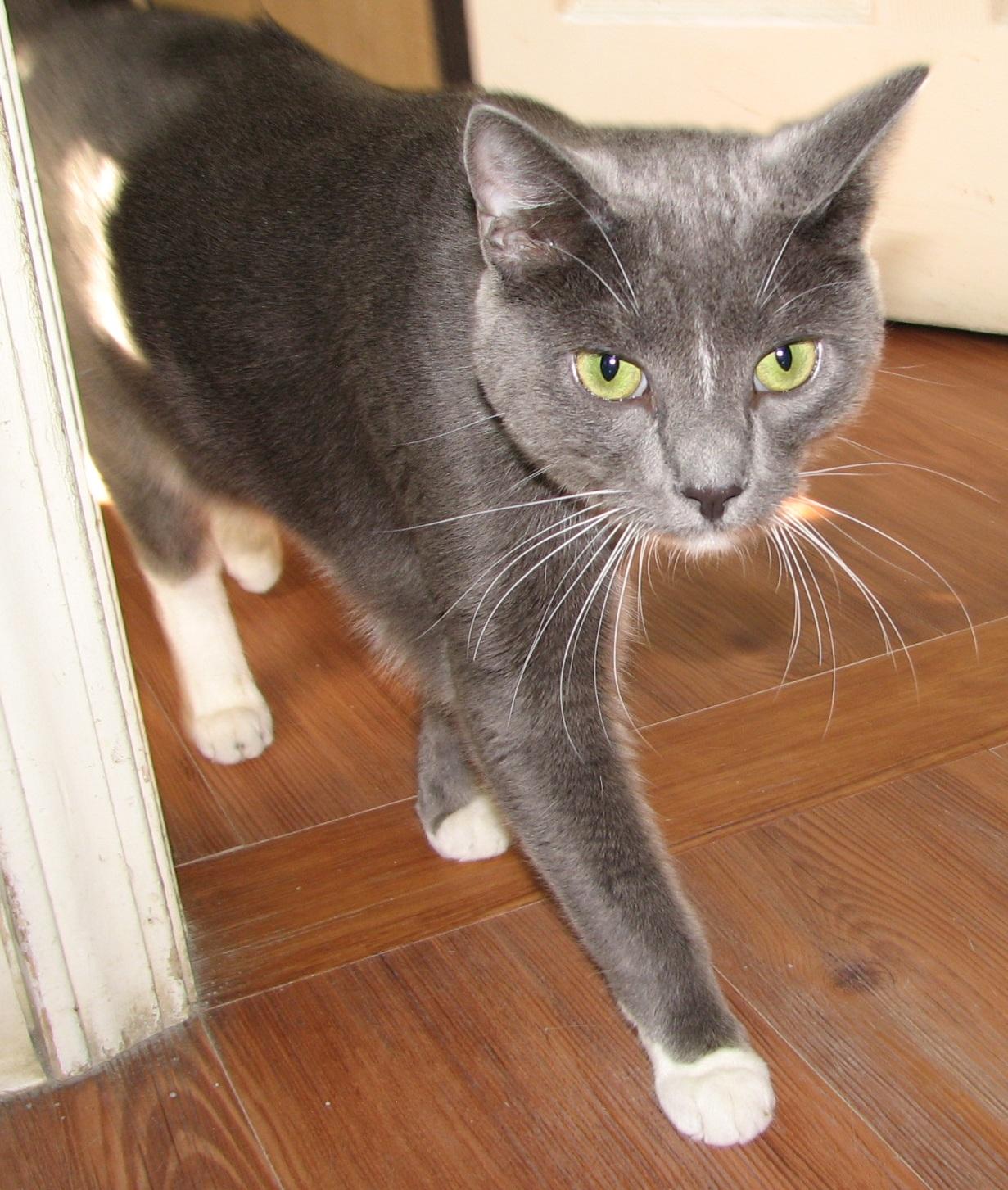 5476 Rocco, an adoptable Tuxedo in Lawrenceburg, KY image 6/6