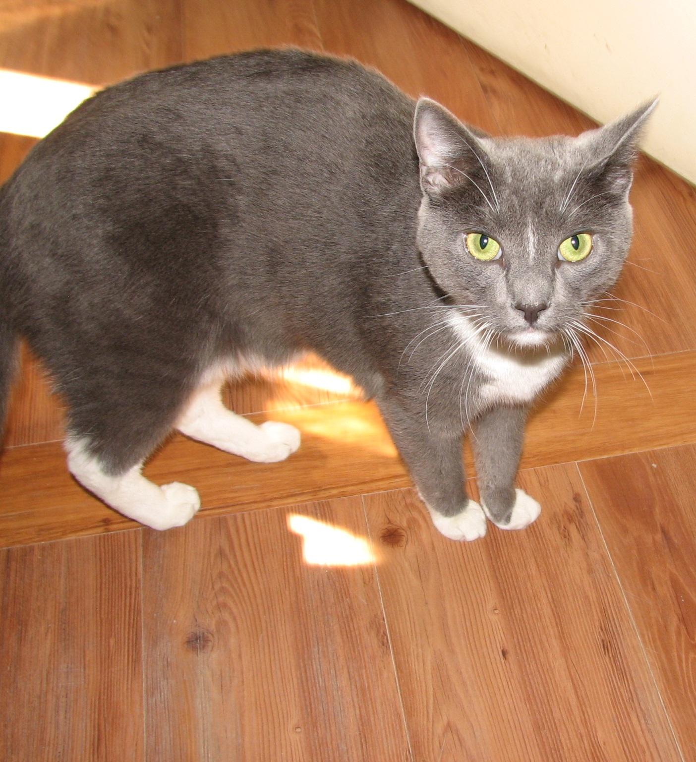 5476 Rocco, an adoptable Tuxedo in Lawrenceburg, KY image 2/6