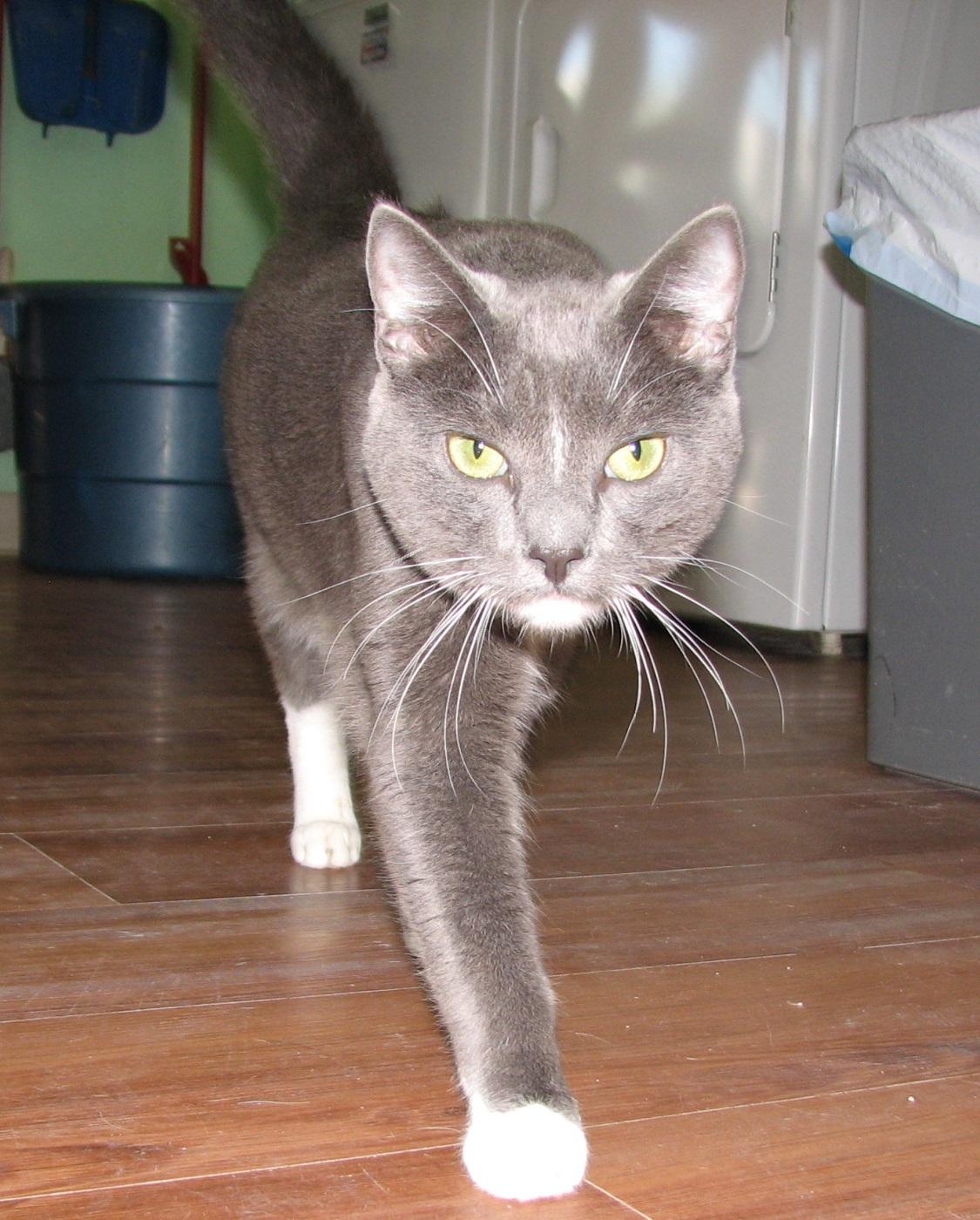 5476 Rocco, an adoptable Tuxedo in Lawrenceburg, KY image 4/6