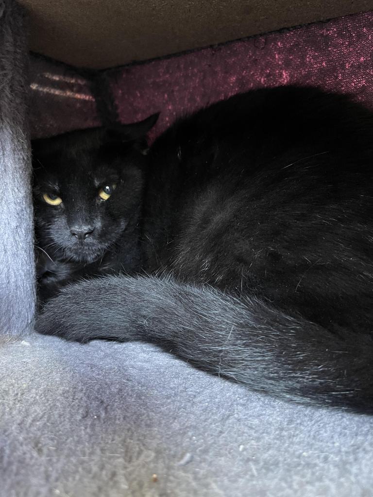 Georgi, Adoptable, Adult Male Domestic Short Hair.