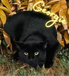 Enlarge Georgi, a Adoptable mixed breed in Jim Thorpe, PA image 2/3