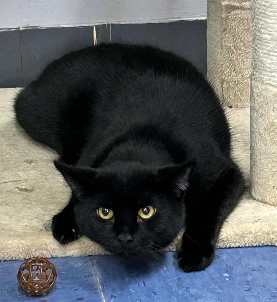 Enlarge Georgi, a Adoptable mixed breed in Jim Thorpe, PA image 3/3