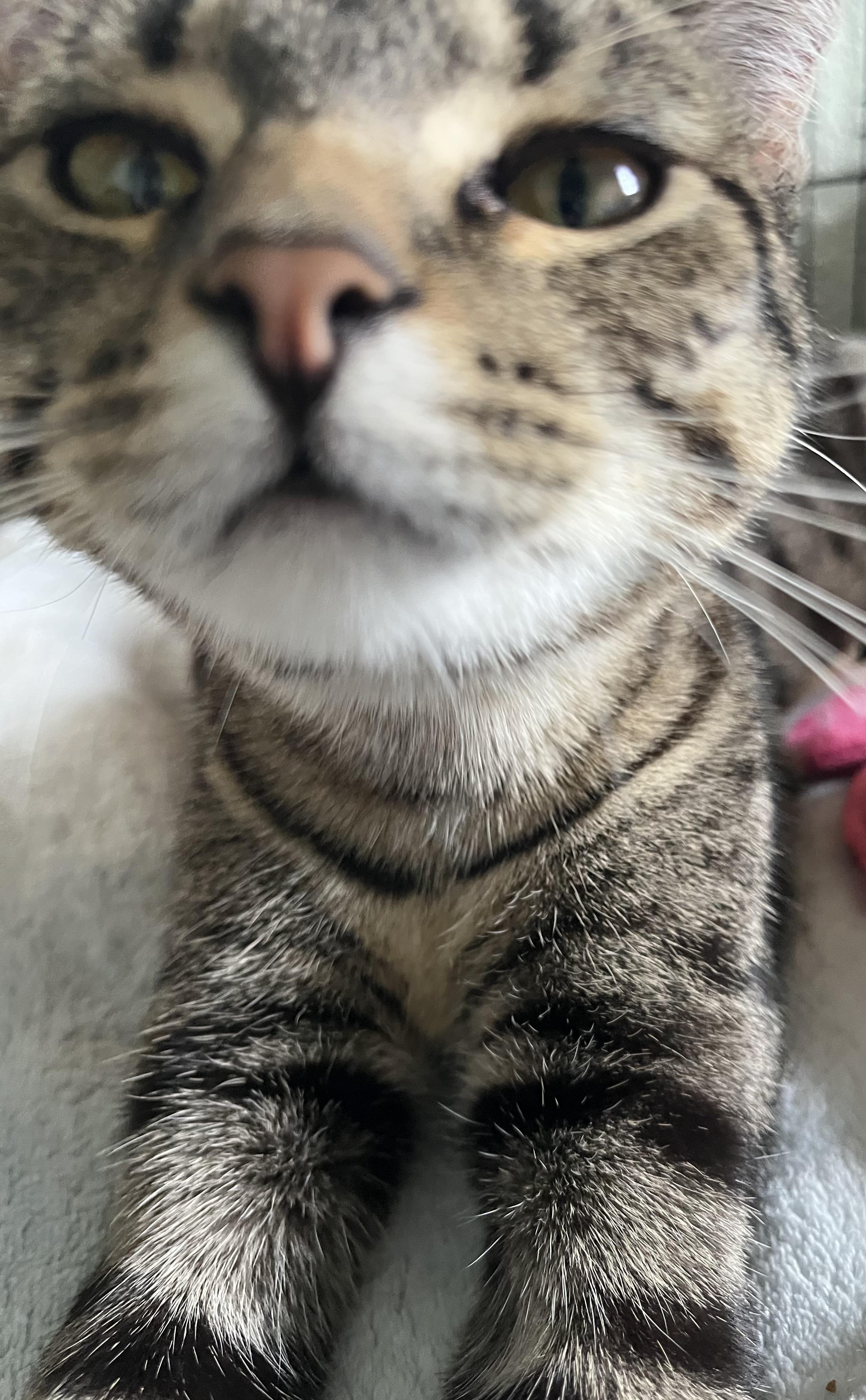 Enlarge Beta and Gamma, a Adoptable Domestic Short Hair in Moline, IL image 4/6