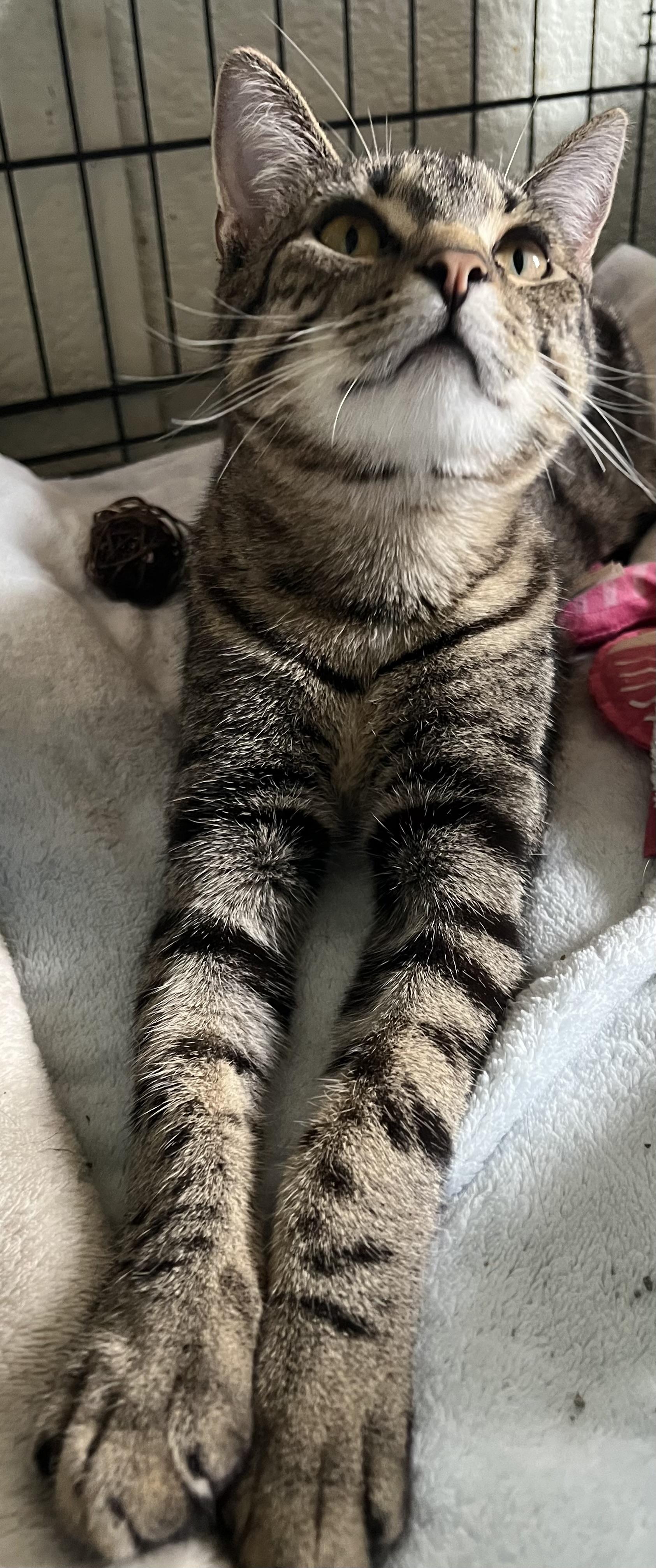 Enlarge Beta and Gamma, a Adoptable Domestic Short Hair in Moline, IL image 5/6