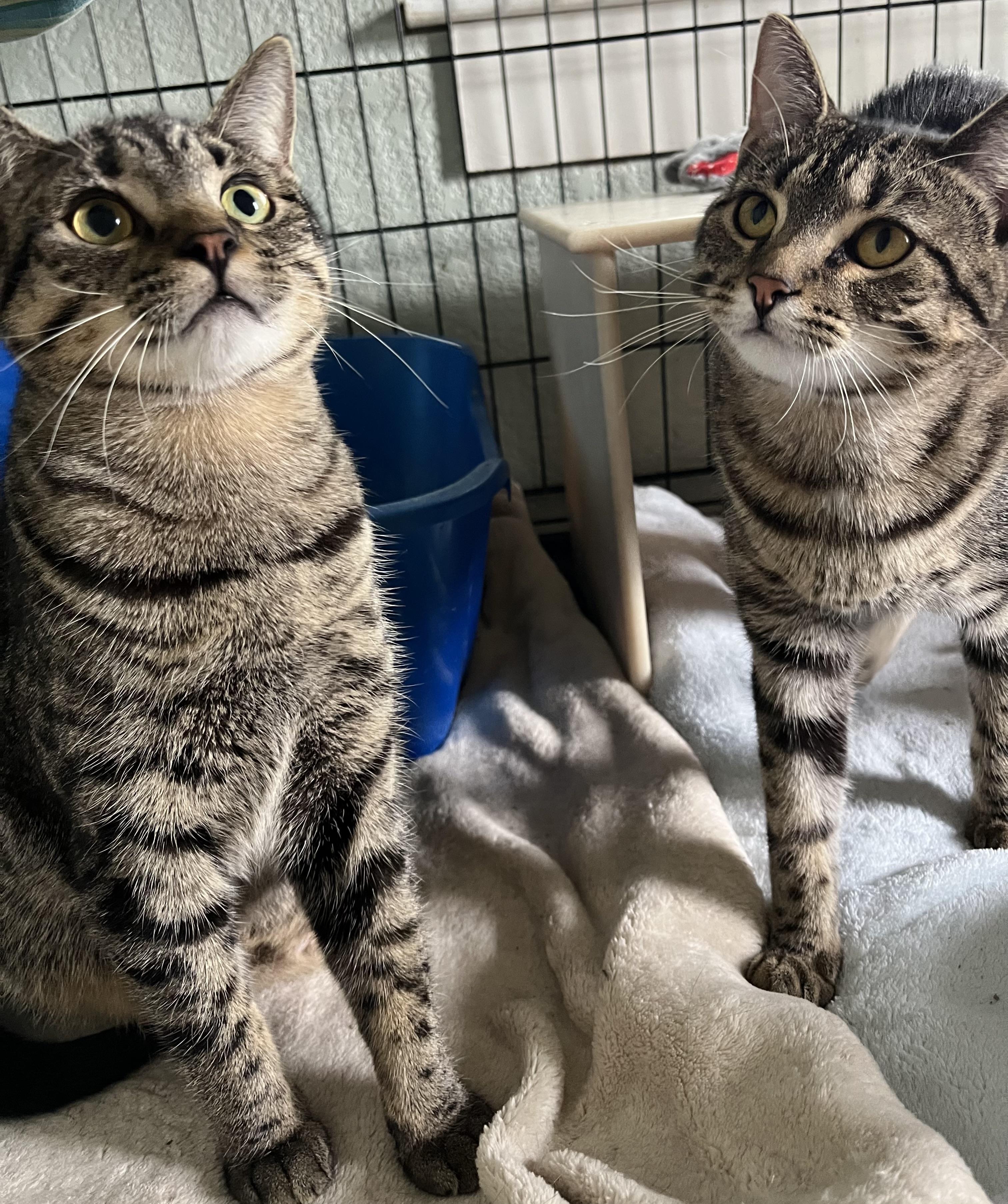 Enlarge Beta and Gamma, a Adoptable Domestic Short Hair in Moline, IL image 1/6