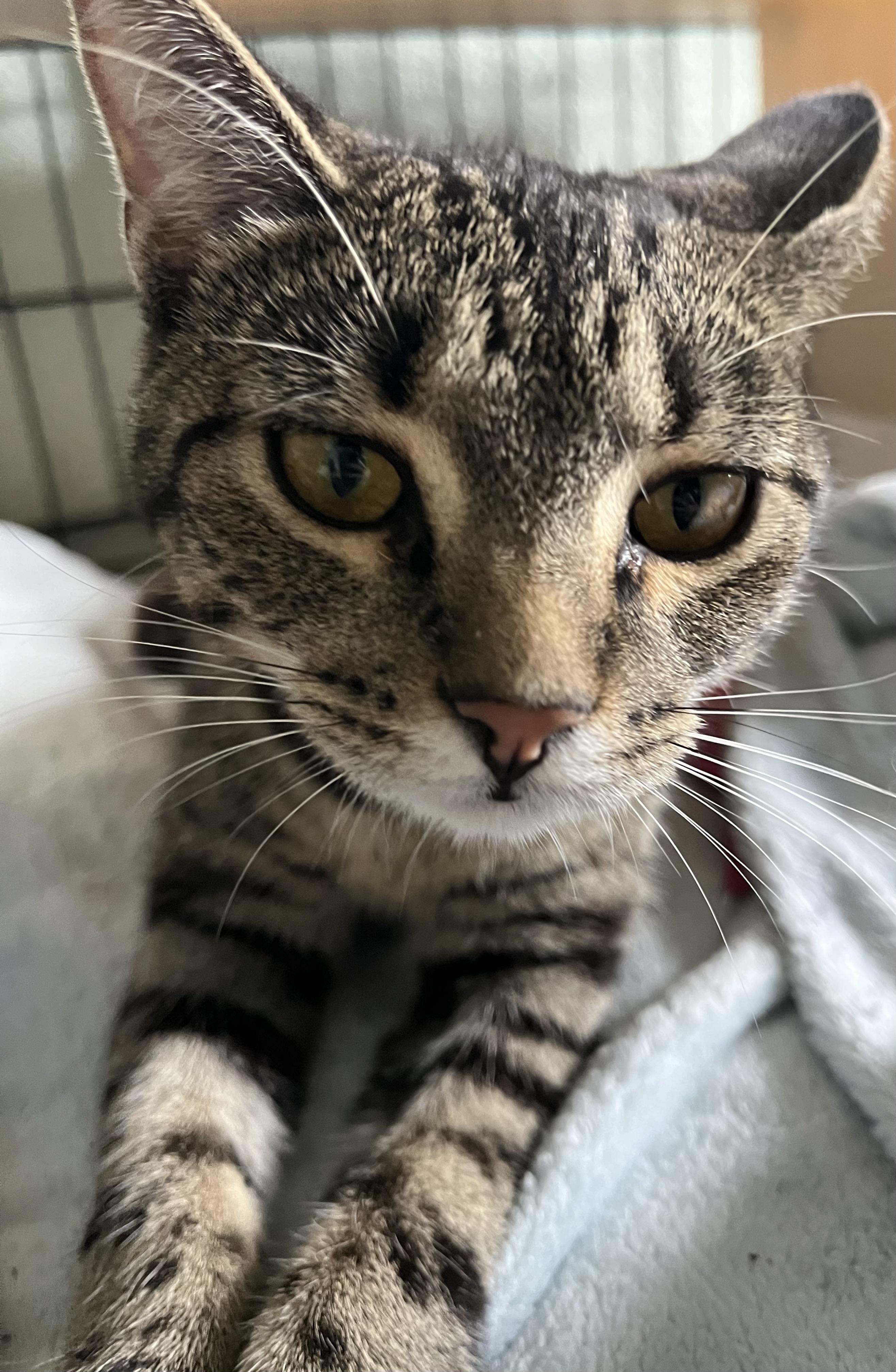 Enlarge Beta and Gamma, a Adoptable Domestic Short Hair in Moline, IL image 3/6