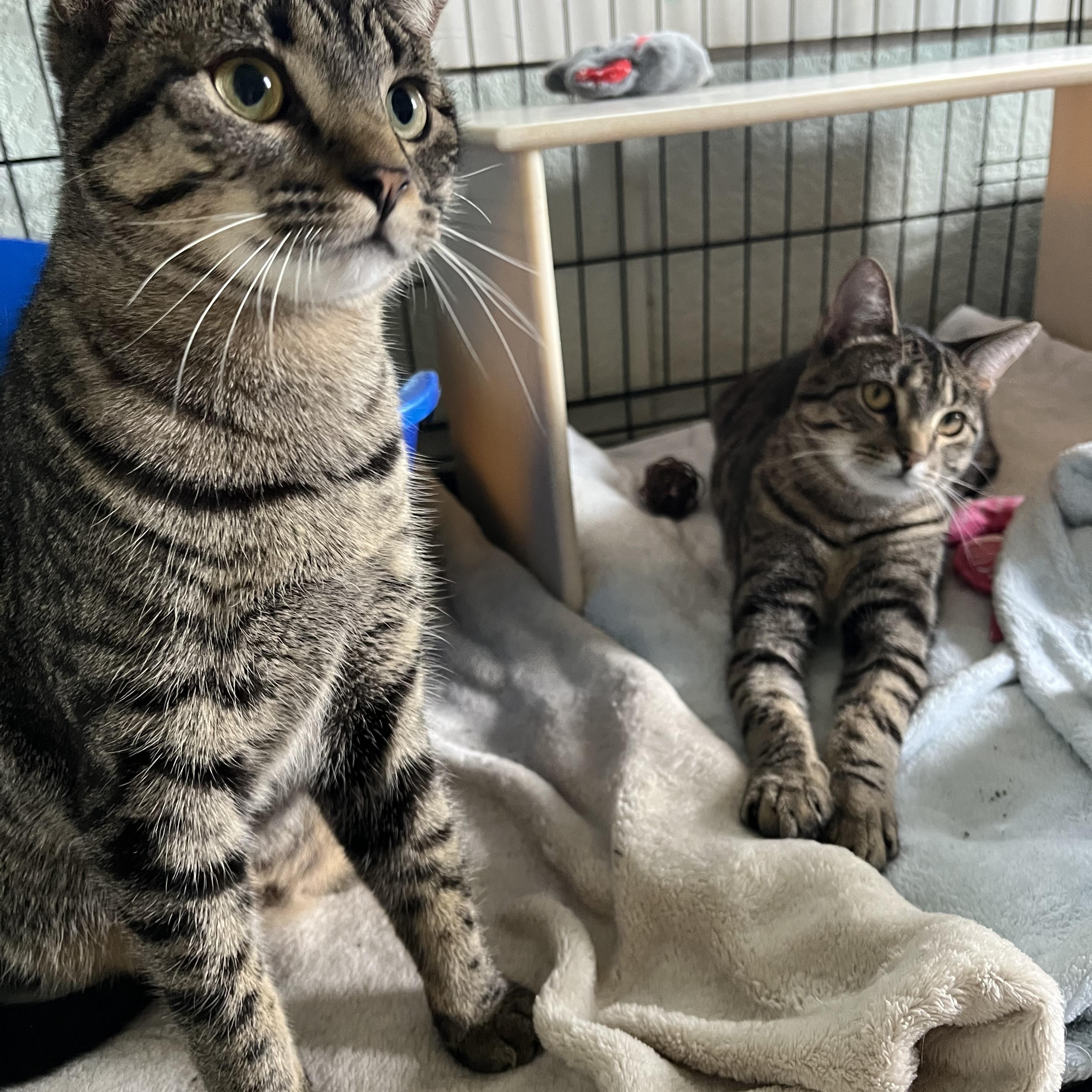 Enlarge Beta and Gamma, a Adoptable Domestic Short Hair in Moline, IL image 2/6