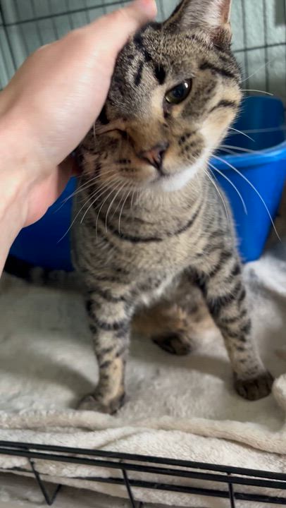 Enlarge Beta and Gamma, a Adoptable Domestic Short Hair in Moline, IL video 6/6