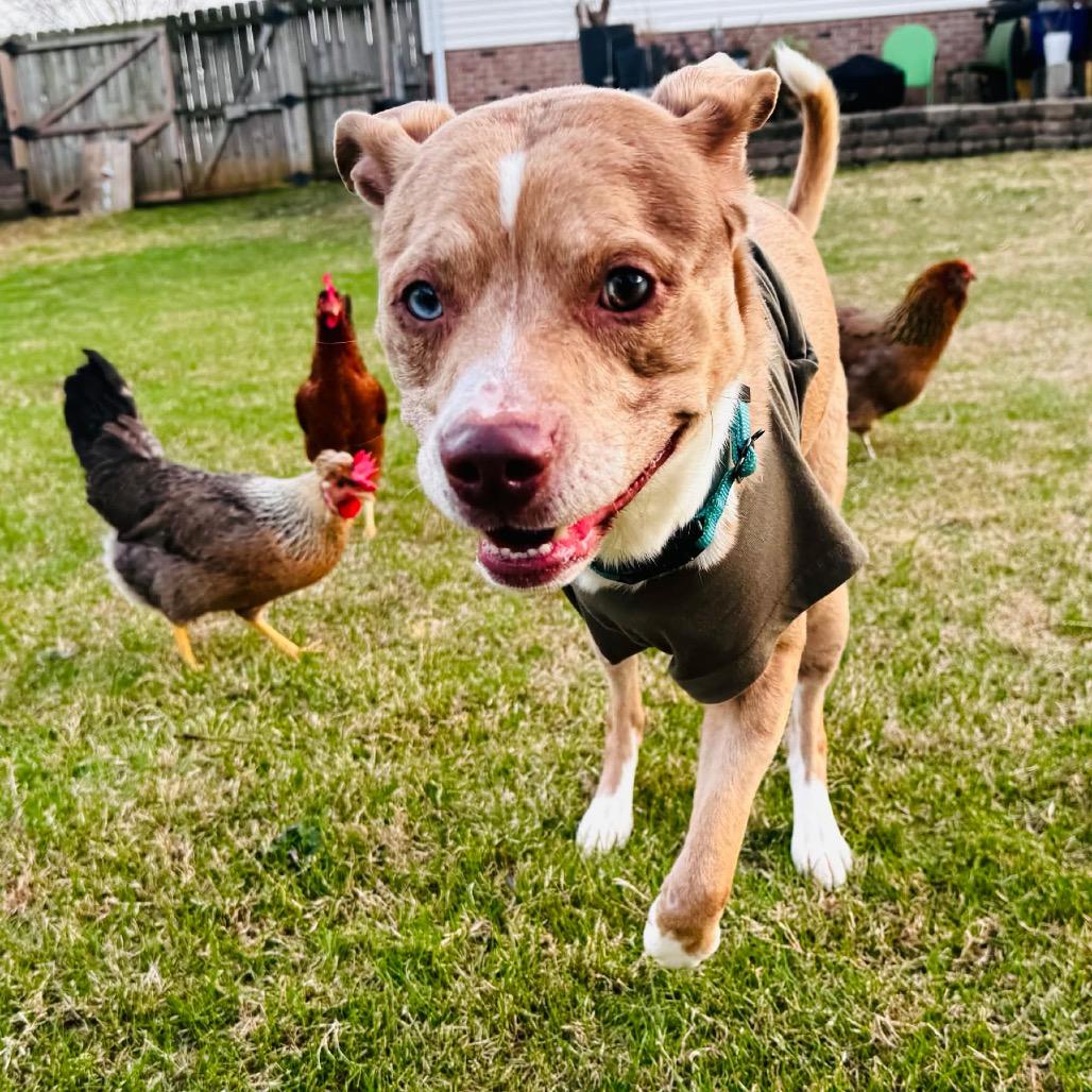 Moose, a Adoptable mixed breed in Clarksville, TN image 3/6
