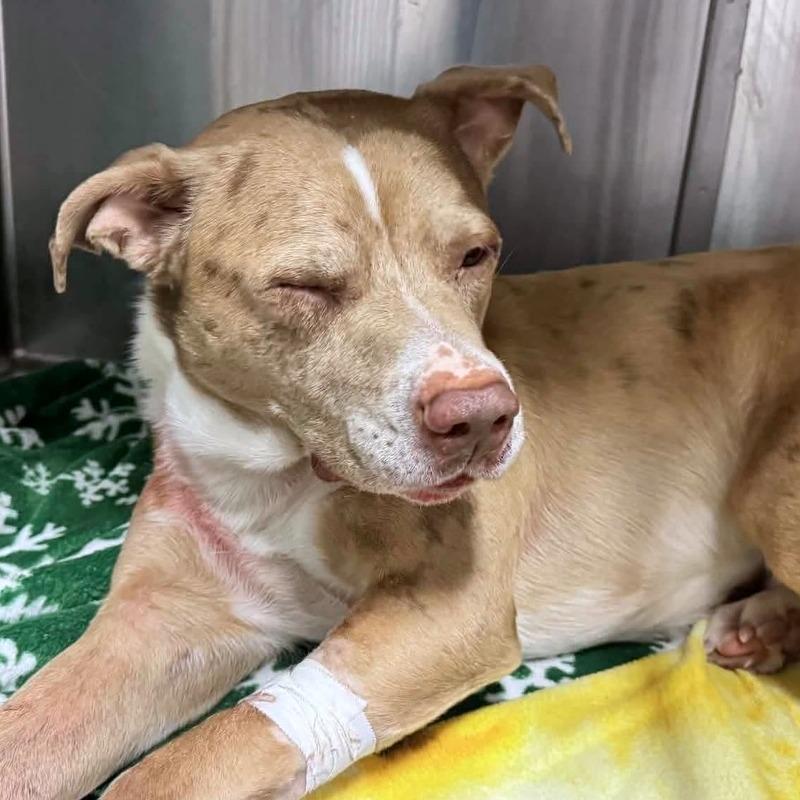 Enlarge Moose (Fendi), a Adoptable mixed breed in Clarksville, TN image 5/6