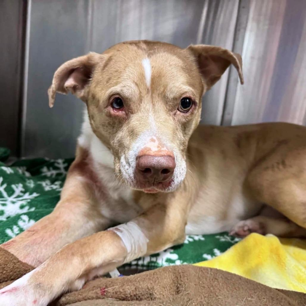 Enlarge Moose (Fendi), a Adoptable mixed breed in Clarksville, TN image 6/6