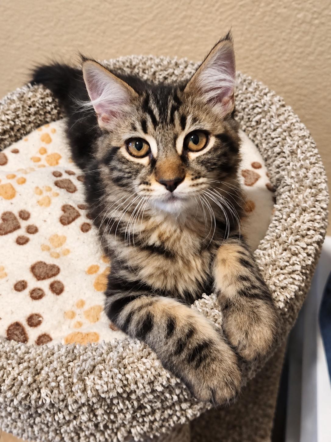 June Bug, Adoptable, Kitten Male Domestic Long Hair & Tabby.