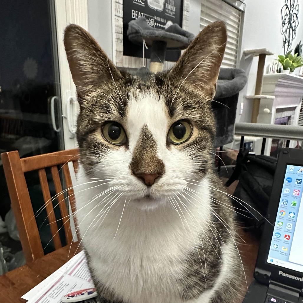 Pepper, Adoptable, Adult Male Domestic Short Hair.