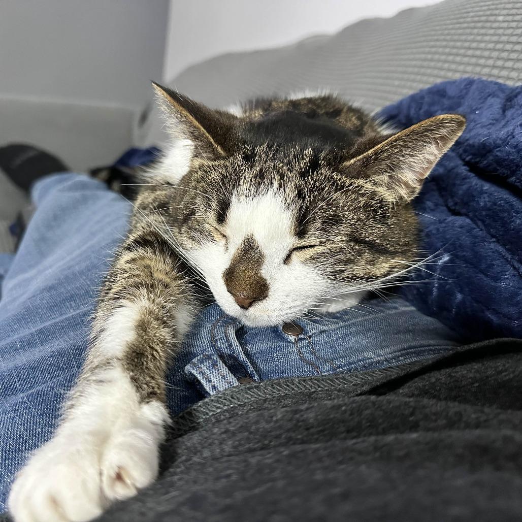 Enlarge Pepper, a Adoptable Domestic Short Hair in Medina, OH image 2/6