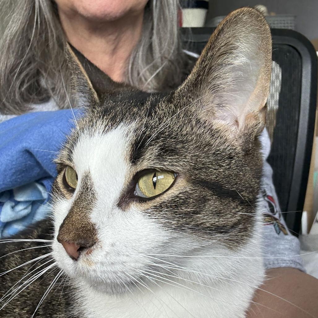 Enlarge Pepper, a Adoptable Domestic Short Hair in Medina, OH image 2/5