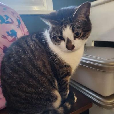 Enlarge Pepper, a Adoptable Domestic Short Hair in Medina, OH image 3/5