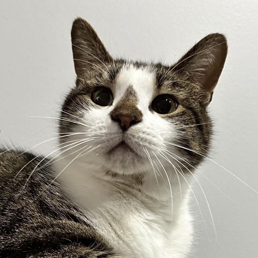 Enlarge Pepper, a Adoptable Domestic Short Hair in Medina, OH image 6/6