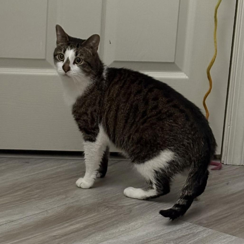 Enlarge Pepper, a Adoptable Domestic Short Hair in Medina, OH image 5/5