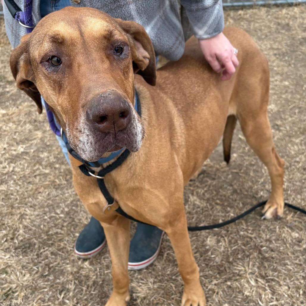 Enlarge Maxxie, a Adoptable Mixed Breed in St Joseph, MO image 1/4