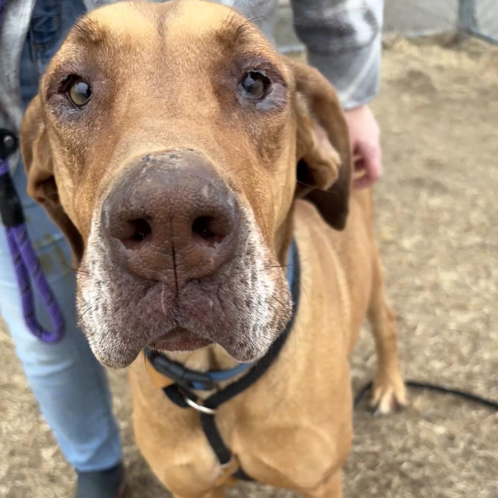 Enlarge Maxxie, a Adoptable Mixed Breed in St Joseph, MO image 2/4