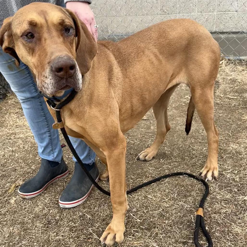 Enlarge Maxxie, a Adoptable Mixed Breed in St Joseph, MO image 3/4