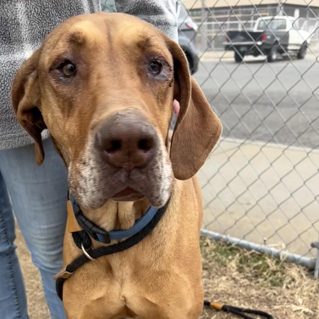 Enlarge Maxxie, a Adoptable Mixed Breed in St Joseph, MO image 4/4