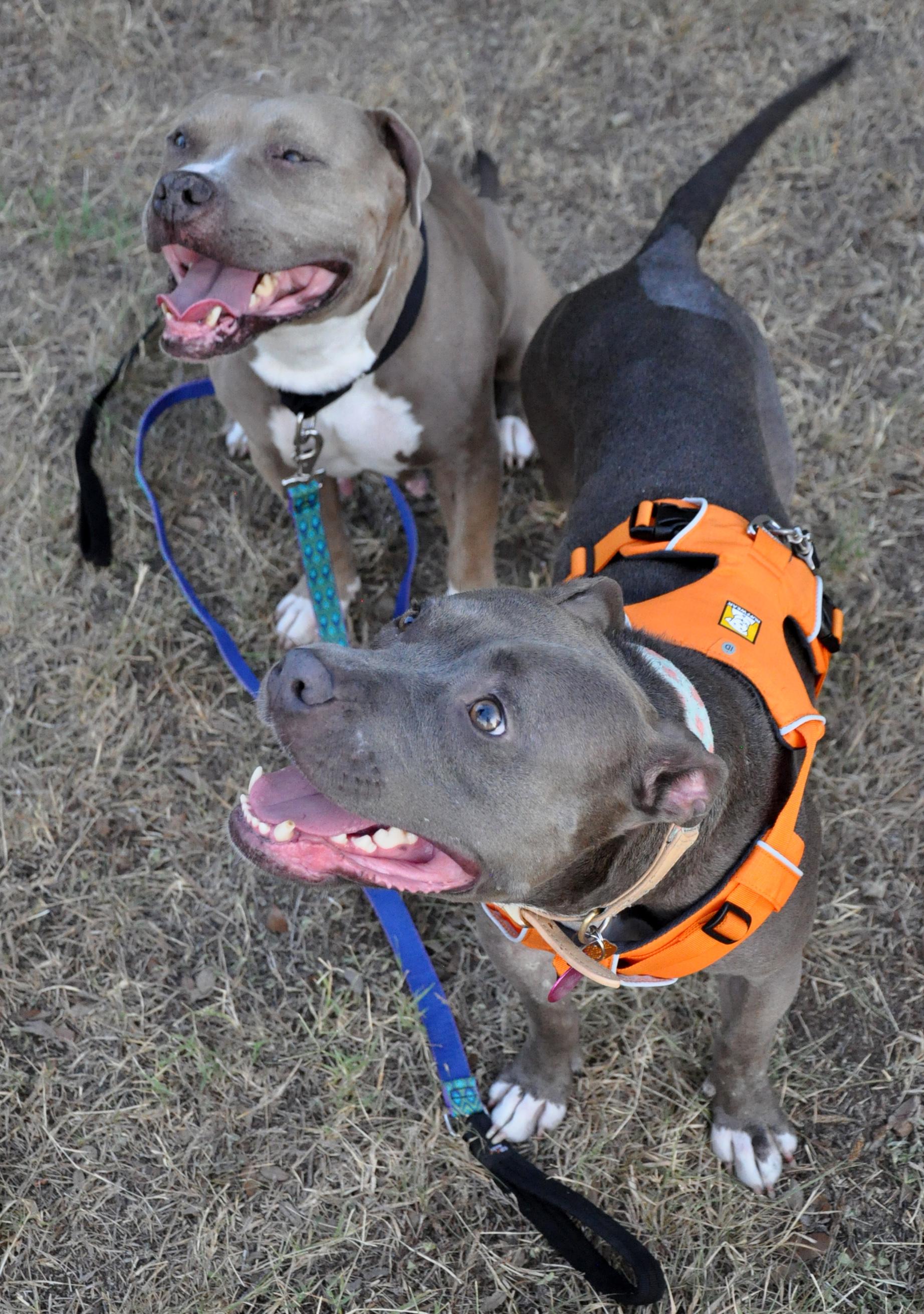 Enlarge Betty and Wilma, a bonded senior pair, an adopted mixed breed in Georgetown, TX image 6/6